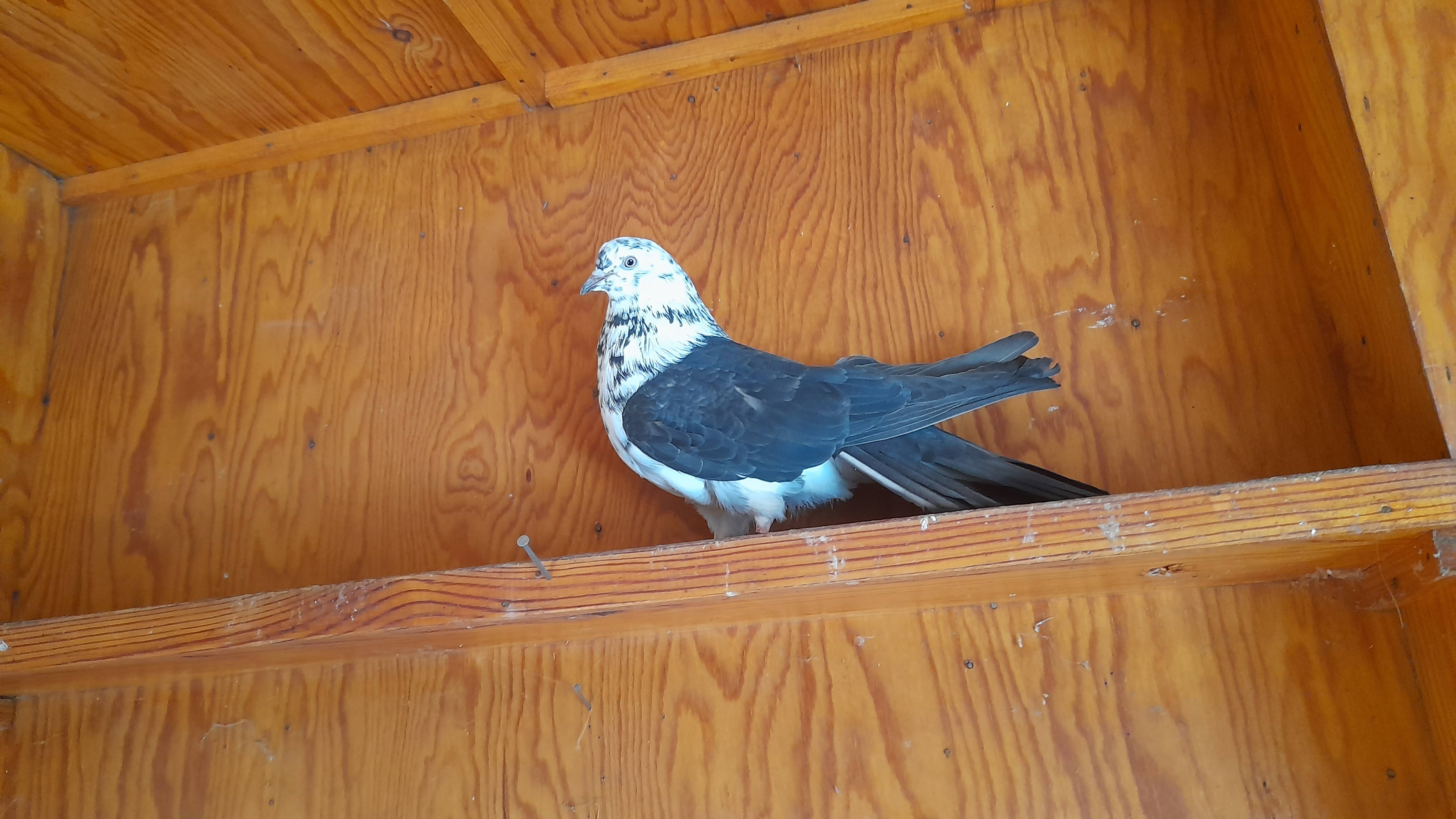 Николаевские голуби юмористический ролик