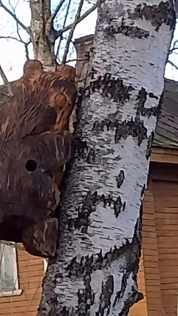 первые жильцы в скворечнике