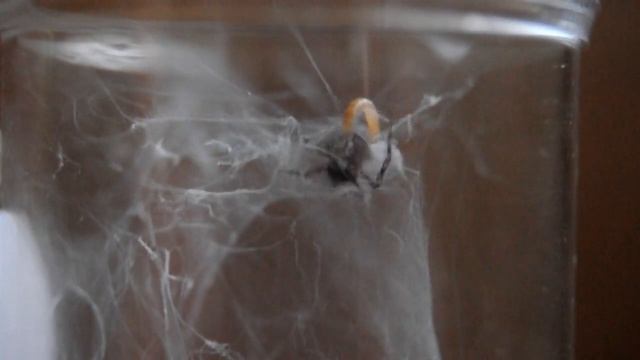 Ischnothele caudata (  funnel web spider )  feeding 1