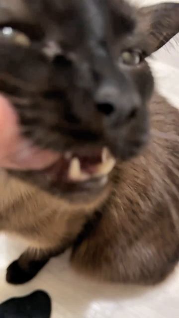 Мой кот Кит.