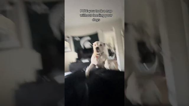 ХихиЧпок Юмор