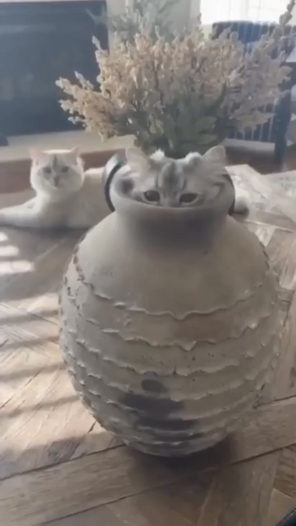 Кот в домике