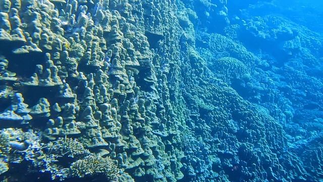 Diving in Abu Dabbab, Egypt (Nov 2023)