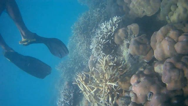 wander water marine live havelock islands