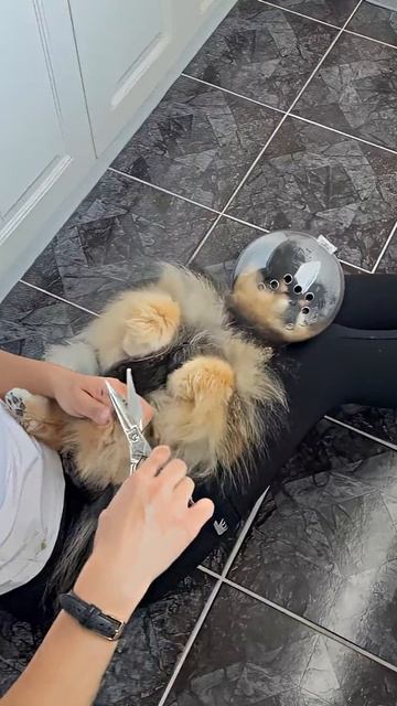 Собака
