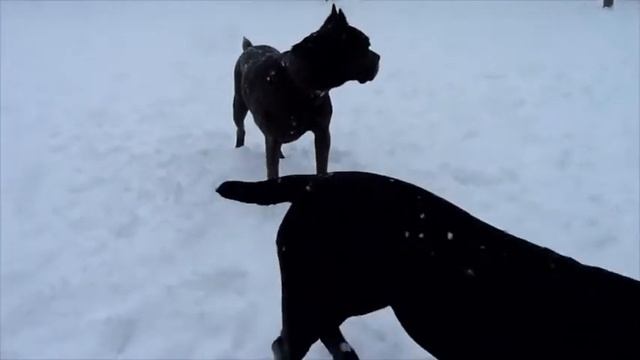Снежные бесюшки)