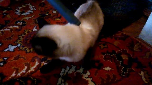 Чистка кота пылесосом