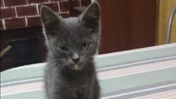 Кошачий привет