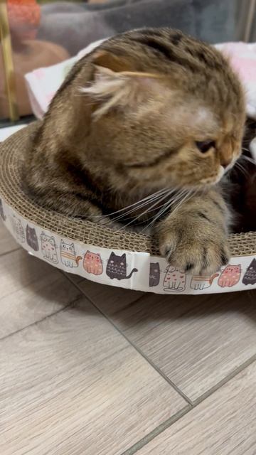 Шотландская вислоухая кошка 🐱