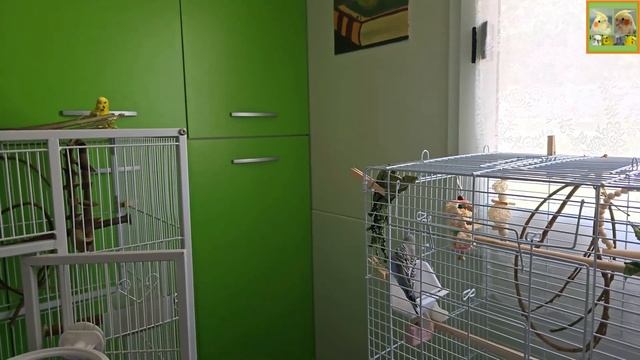 Funny Parrotszotti 343. Life of Cockatiels and budgies. Жизнь корелл и волнистых попугаев