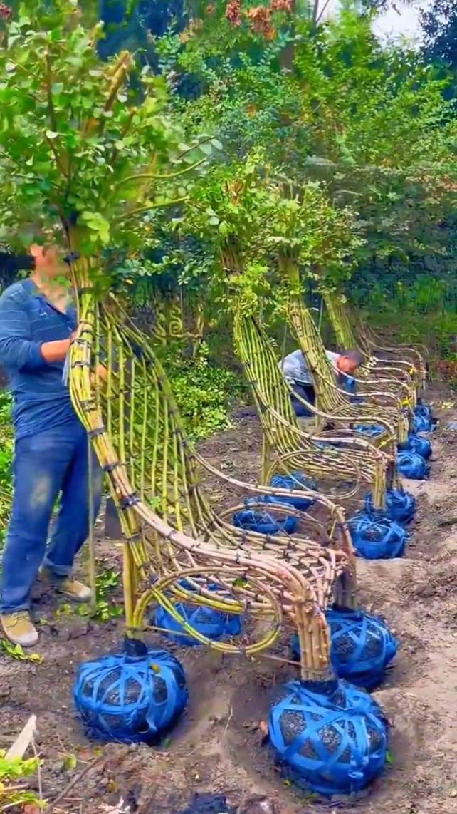 🪑Стул из уникального сада Бонсай! #shorts #garden #советы