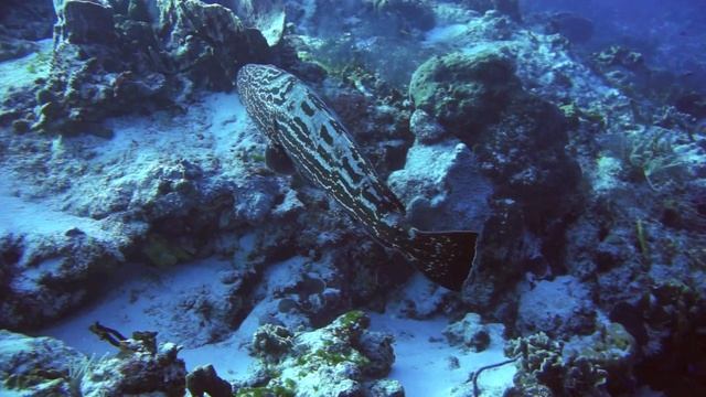 Diving in Cozumel 2014