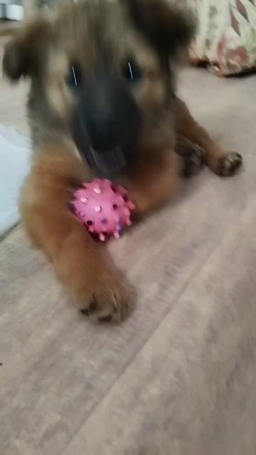 Бесхвостенький мальчик красавчик