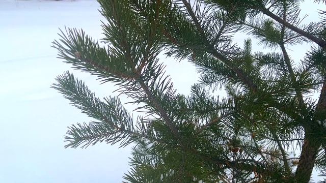 7 марта Маврикиев День. Что нельзя делать 7 марта. Народные традиции и приметы