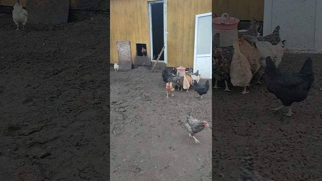 Волкодав Ева, кошечка Лапа, курочки 🐔 Вот такое утро у нас в деревне🏠