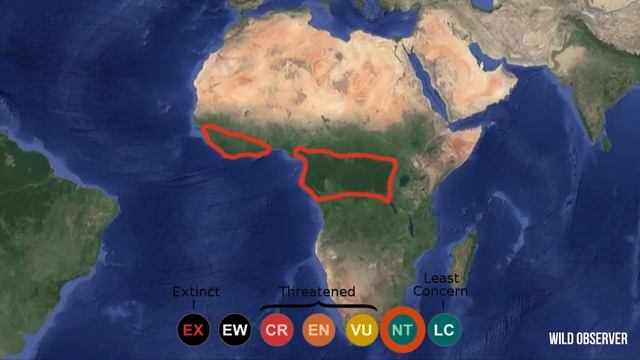 African forest buffalo 4K (Syncerus caffer nanus) Rotbüffel, Búfalo, Buffle, Bufalo