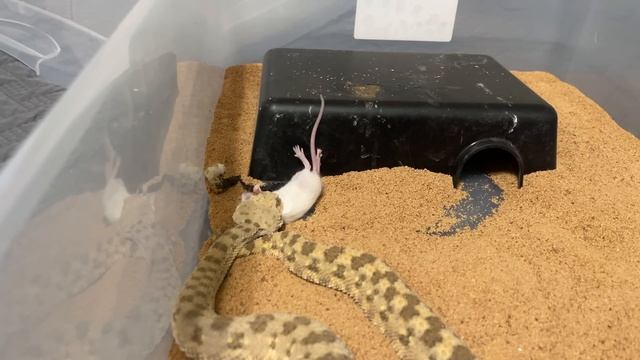 Venomous Snake Strike Compilation!!!!! leaves rats stretched out!!!!