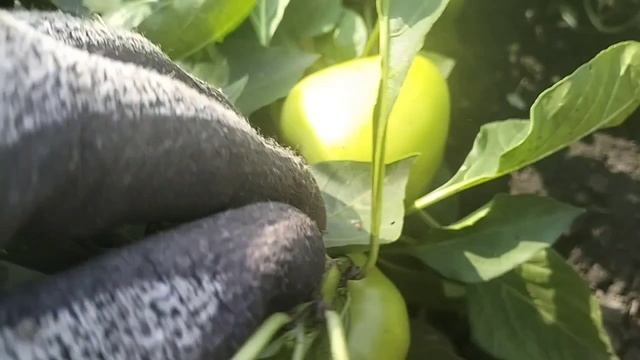 Ответы на вопросы.Видео болталка