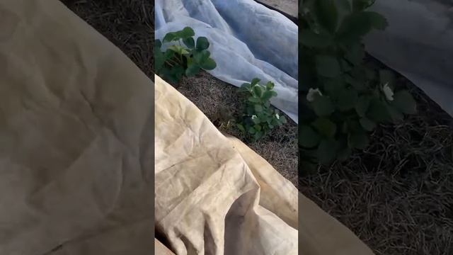 Пришли ночные заморозки 😬Как ваши зеленые растения?