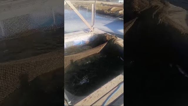 Добавили 28 кг