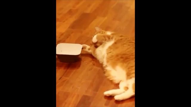 Весёлыё рыжие котики (подборка). Часть 3
