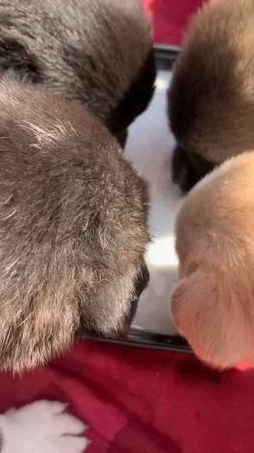 🐶 кормим малышей от нашей лайки #карелия #челмужи