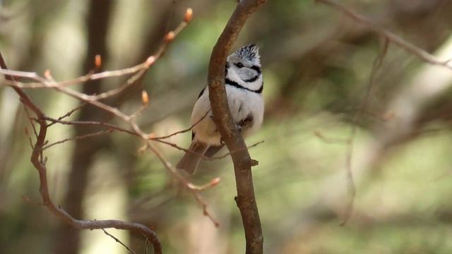 940. Sýkora parukářka, European Crested Tit, Haubenmeise, Хохлатая синица, Czubatka europejska