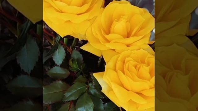 🌹Роза Кардана🤗