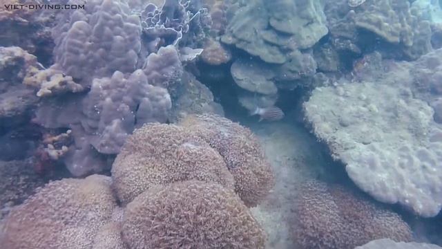 09 February Scuba diving in Phu Quoc (Turtle island)