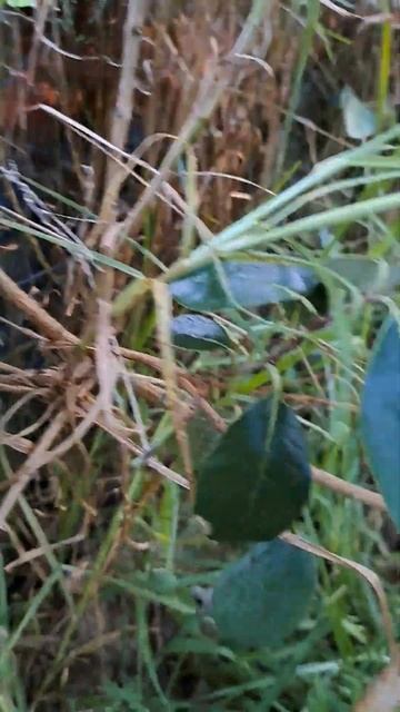 Delicious fruit. Feijoa #shortsfeed #satisfying