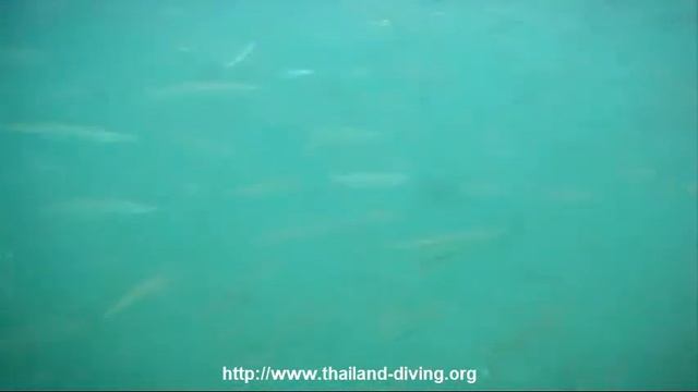 Pattaya Koh Rin, we saw underwater diving turtle, barracuda and shark with Thailand Diving Asia Clu