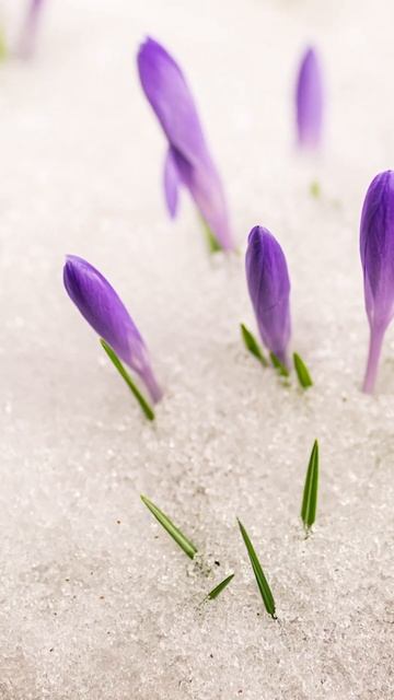 Жатва Любви