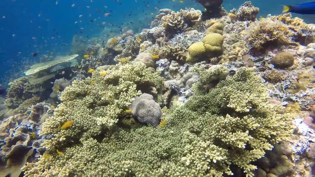 Philippines Scuba Diving in Limasawa Island Southern Leyte