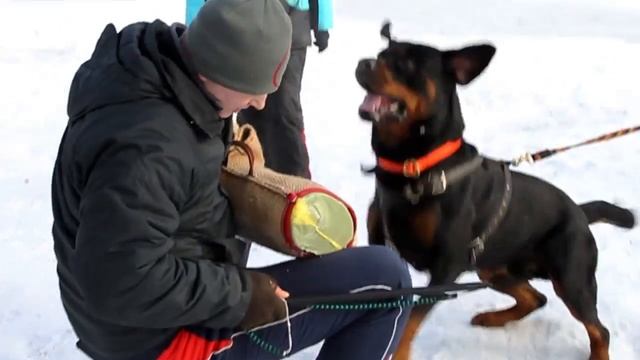 Занятия Dogcity