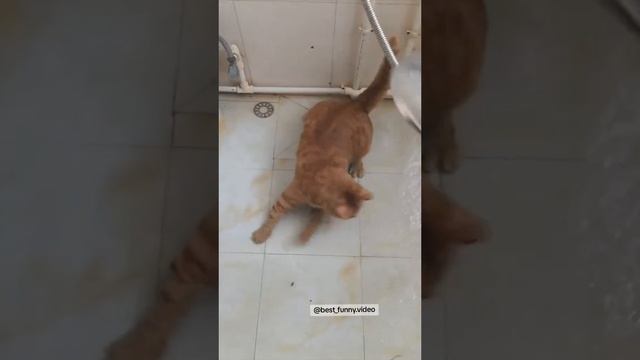 ХихиЧпок Юмор