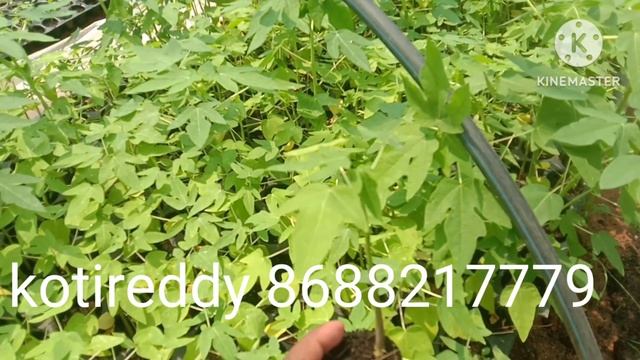 papaya nursery Hyderabad