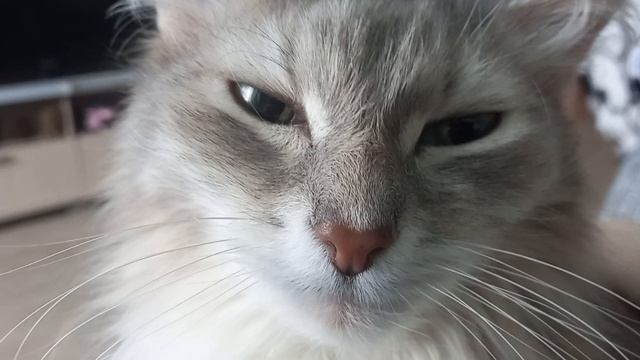 25 подписчик)