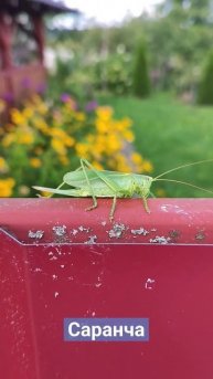 #саранча #жизньвдеревне #дача #беларусь #garden #лето