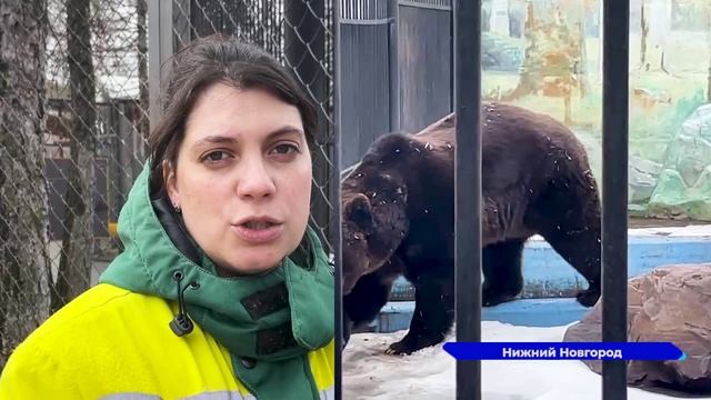 Медведи Ляля и Балу из нижегородского зоопарка «Лимпопо» вышли из зимней спячки