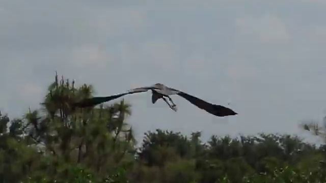 Great Blue Heron Bird Flying - Palm Beach County Wetlands Area - Canon S5 IS
