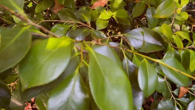 Explore Temperate Asia and New Zealand at San Francisco Botanical Gardens