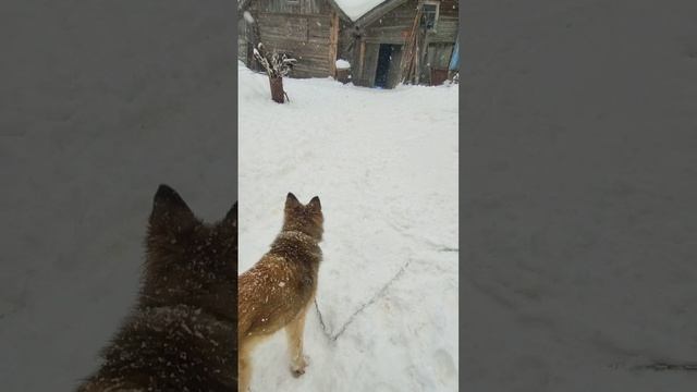 Приспособа для Марты.mp4