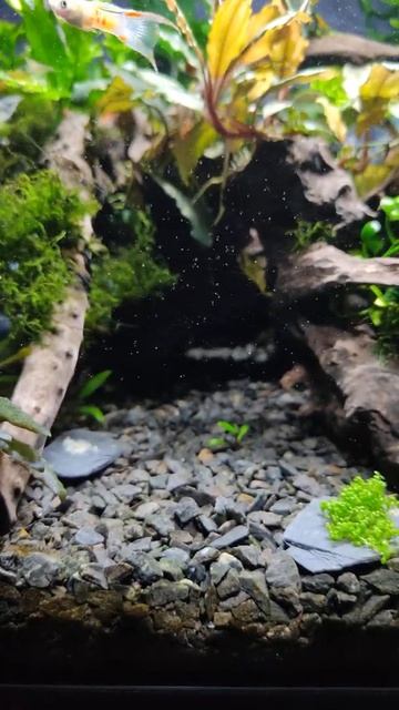 #shorts Bucephalandra Natural Tank Planted Aquascape guppy Shrimps