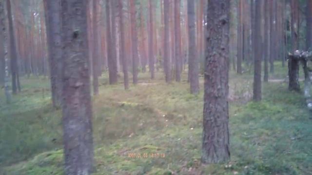 Ловля орков в тёмноэльфячьем лесу от первого лица