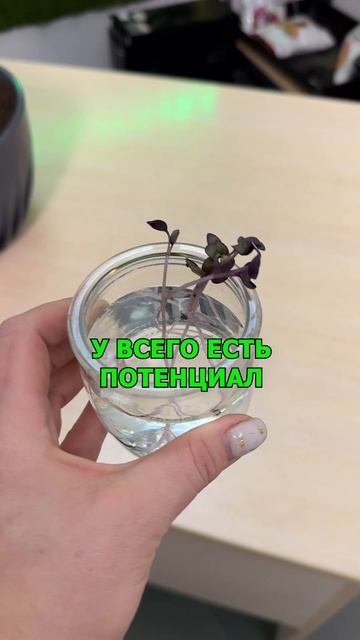 Не будь плюшкиным