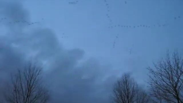 Goose Flyby