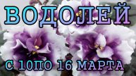 ВОДОЛЕЙ таро прогноз на неделю с 10 по 16 МАРТА 2025 года.