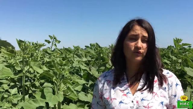 Класичні гібриди соняшнику Дозор і Кардинал | Переваги в вирощуванні