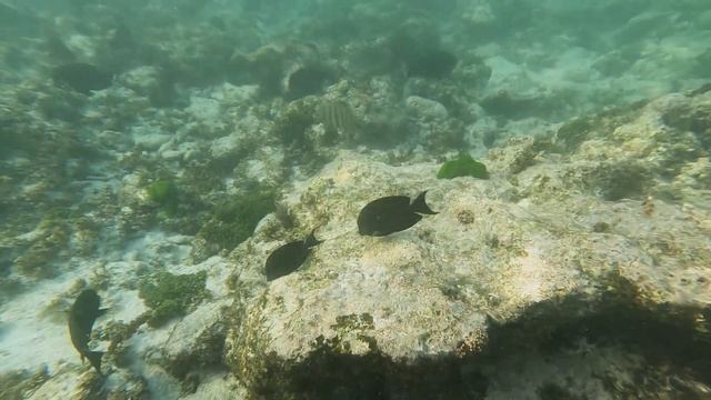 Snorkeling in Anse Severe, La Digue Seychelles