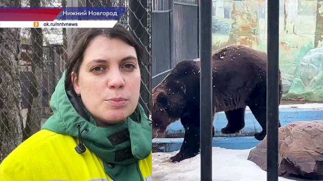 Бурые медведи из нижегородского зоопарка «Лимпопо» вышли из зимней спячки